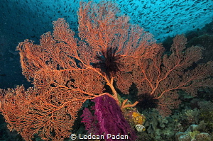 Little Fish every where! by Ledean Paden 